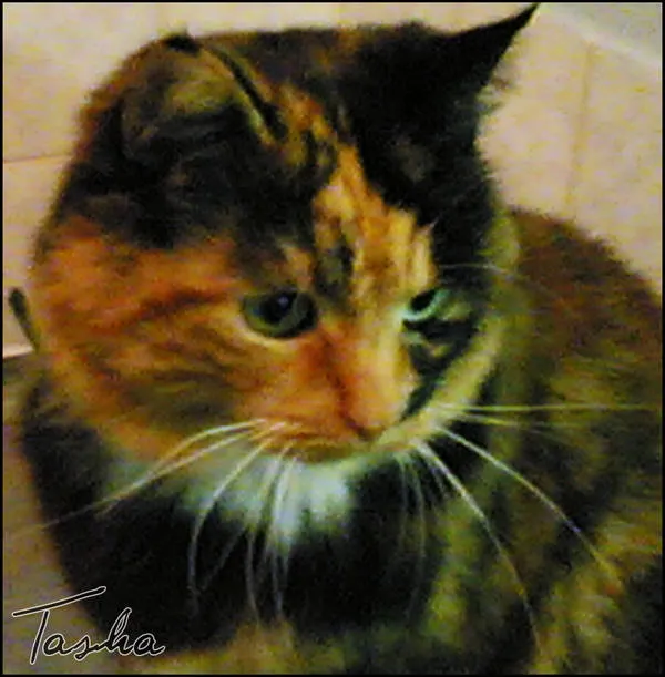 A tortoiseshell cat with green eyes looking down and to the side, with a painterly texture and "Tasha" signed in the corner.