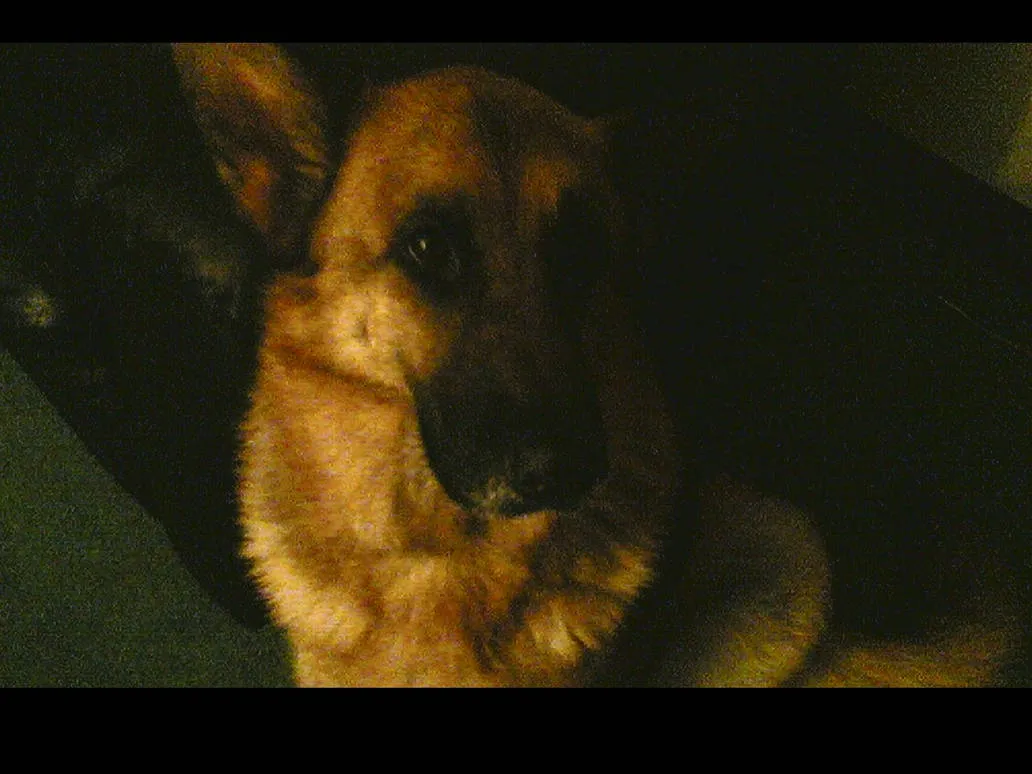 Jessica, a German shepherd, lying down in dim light and looking towards the camera, with warm, grainy colour and black bars above and below.