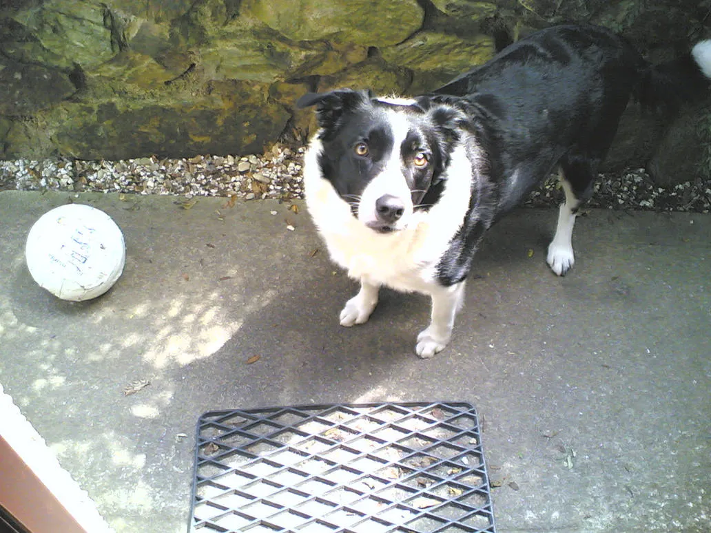 Maxie, a black and white border collie, standing on a concrete patio and looking at the camera, with a white ball to one side and a metal mat in the foreground.
