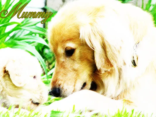 A golden retriever lowering its head to a pale puppy in long grass, edited bright and high-key with vivid green leaves, with "Mummy" in green script.