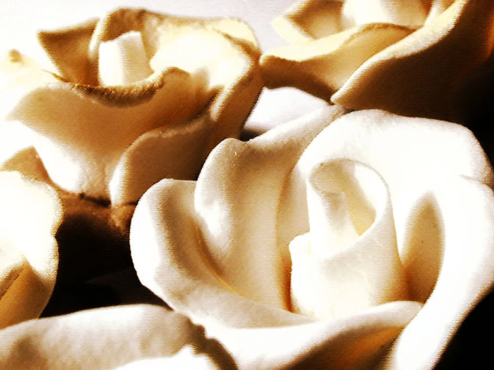 A close-up of several cream-coloured roses filling the frame, with a soft painterly texture and warm glowing highlights.